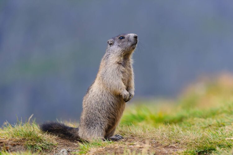 Groundhog Facts: History, Habitats and Habits
